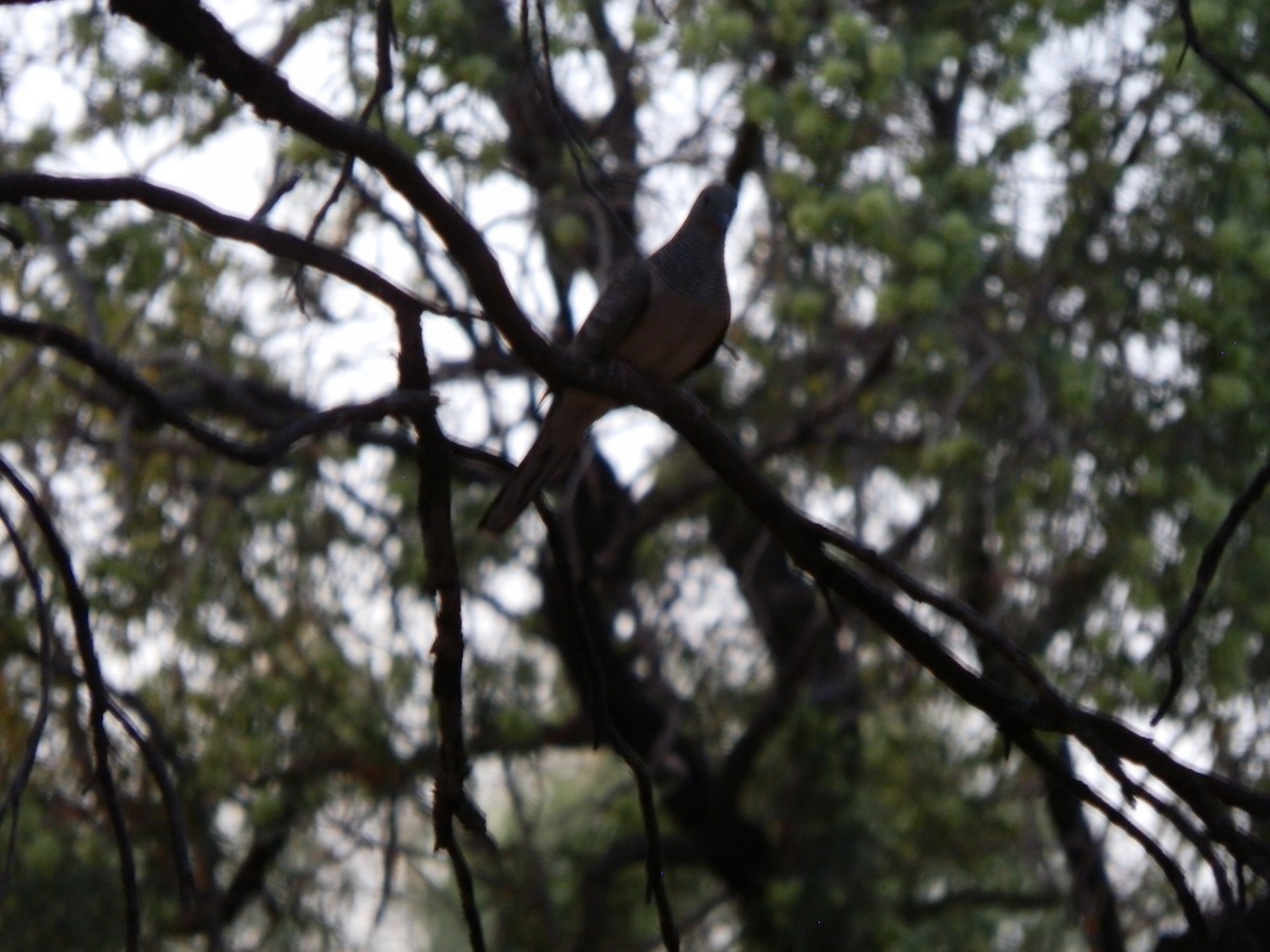 Peaceful Dove - ML643411954