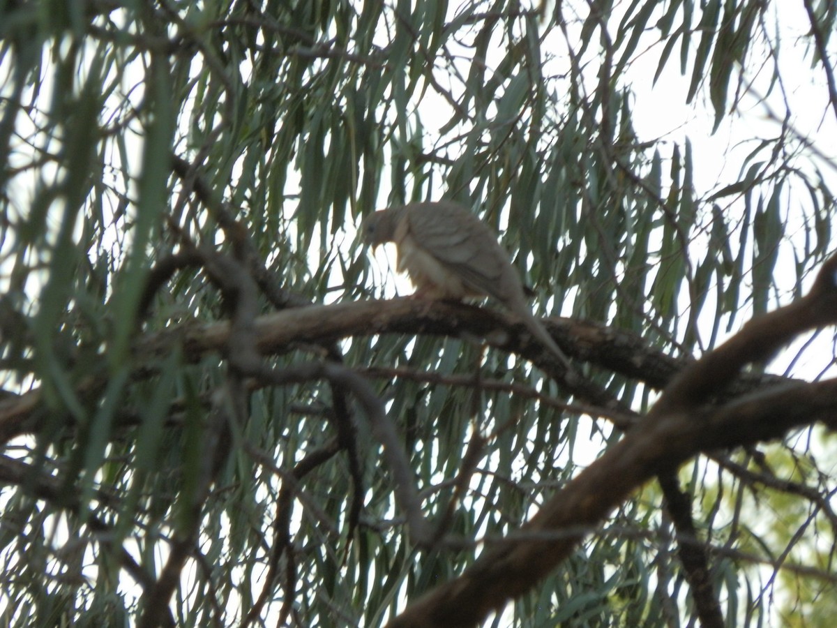 Peaceful Dove - ML643411955