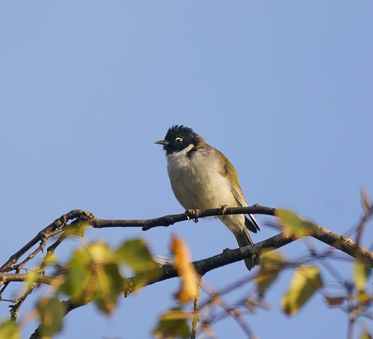 Black-headed Honeyeater - ML643411956