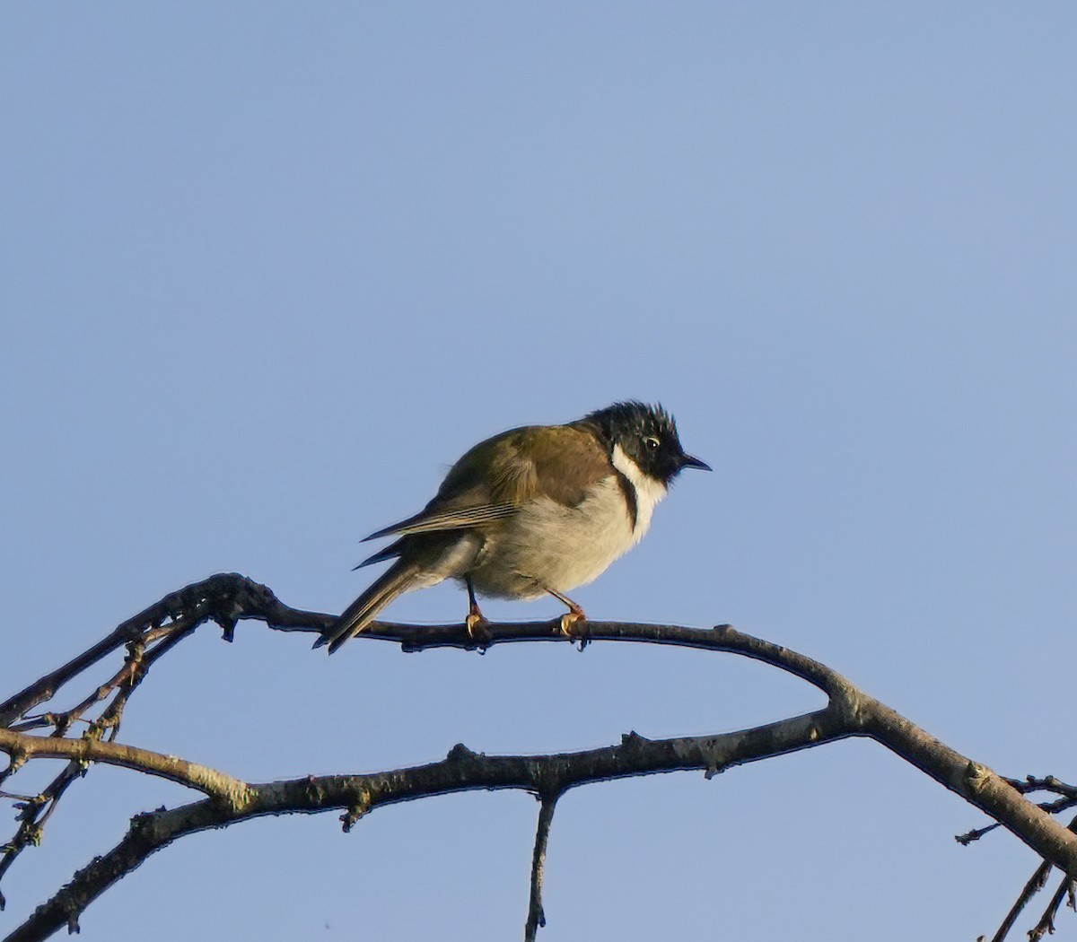 Black-headed Honeyeater - ML643411957