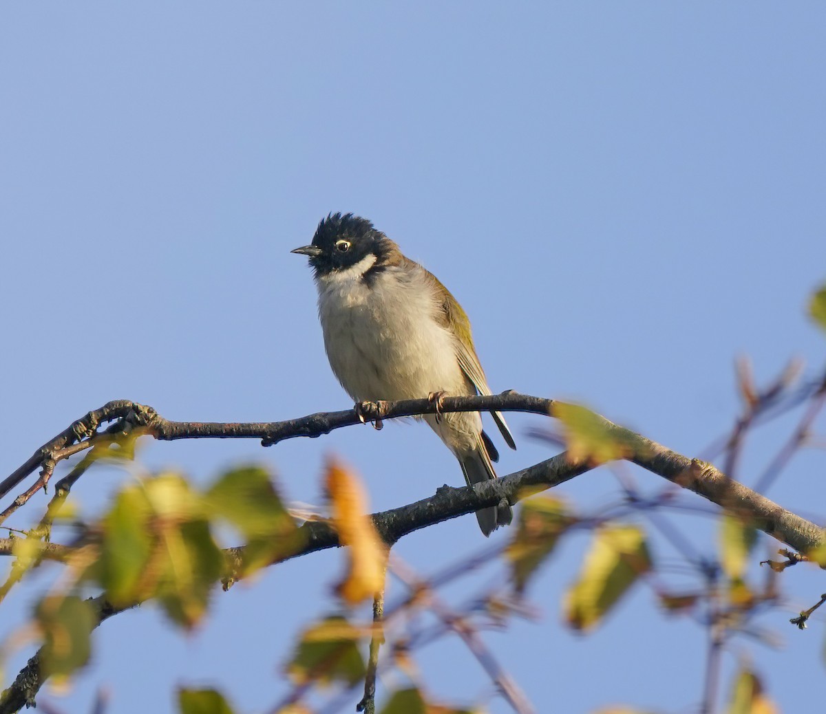 Black-headed Honeyeater - ML643411958
