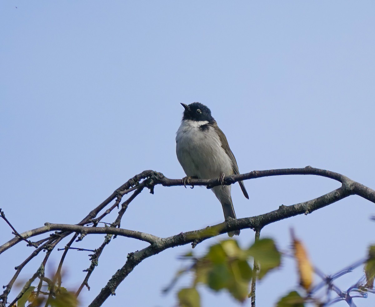 Black-headed Honeyeater - ML643411959