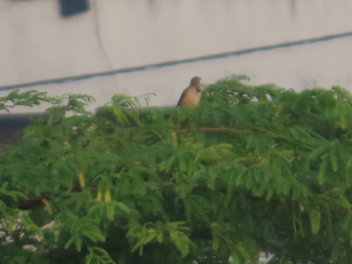 Rosy Starling - ML643411976