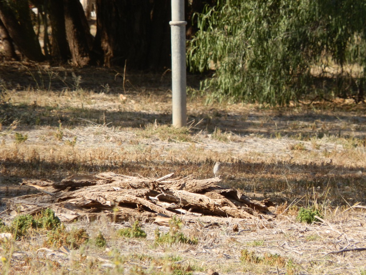 Gray Shrikethrush - ML643411981