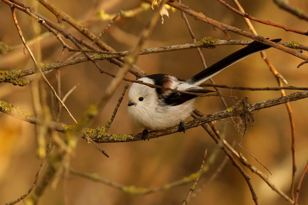 Long-tailed Tit - ML643411982