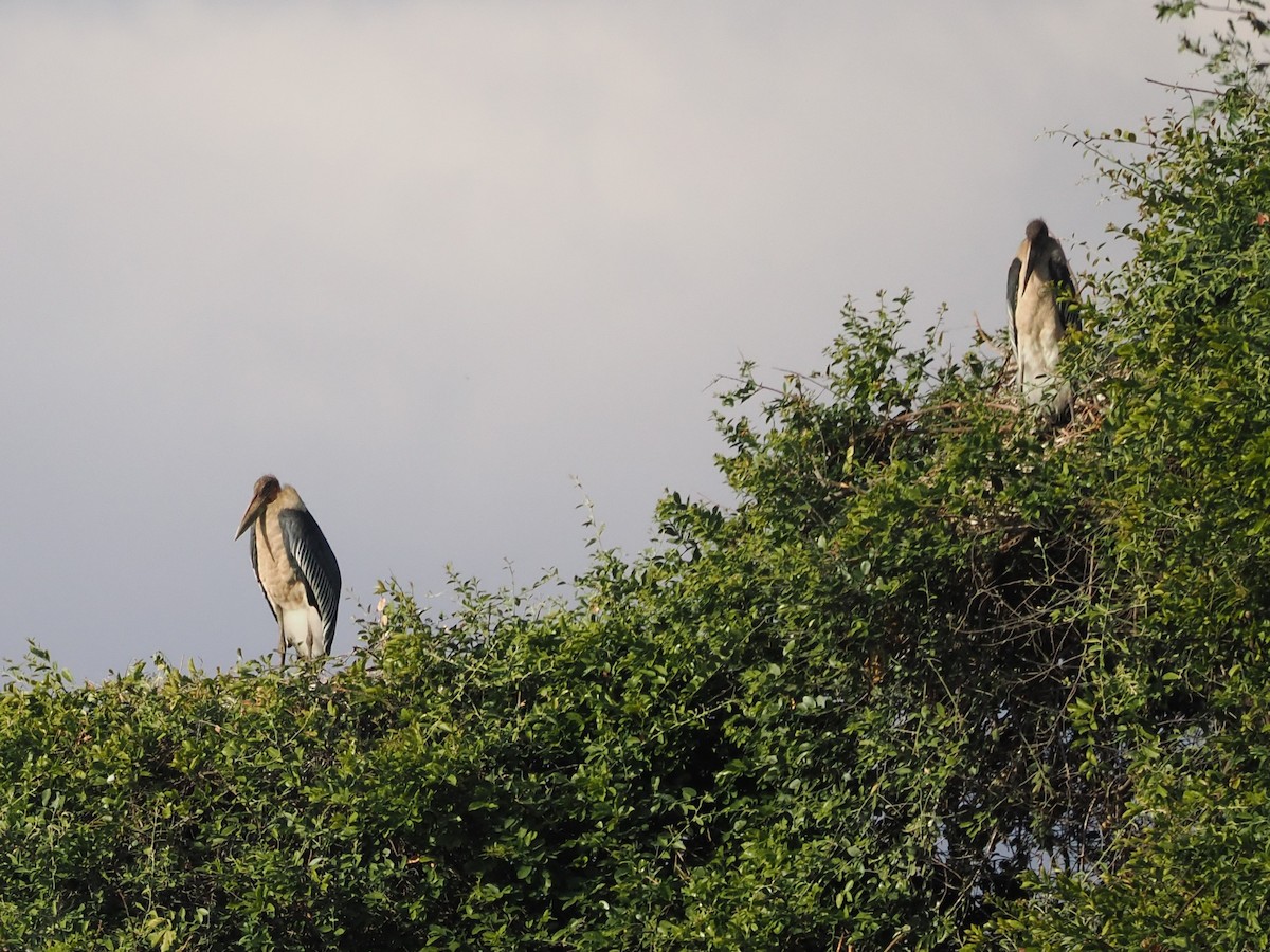 Marabou Stork - ML643411985
