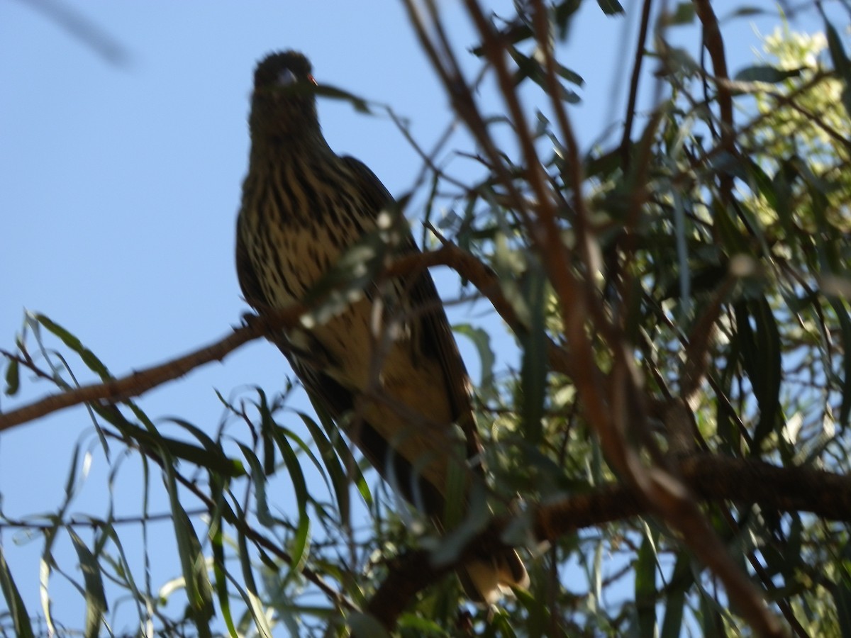Olive-backed Oriole - ML643411990