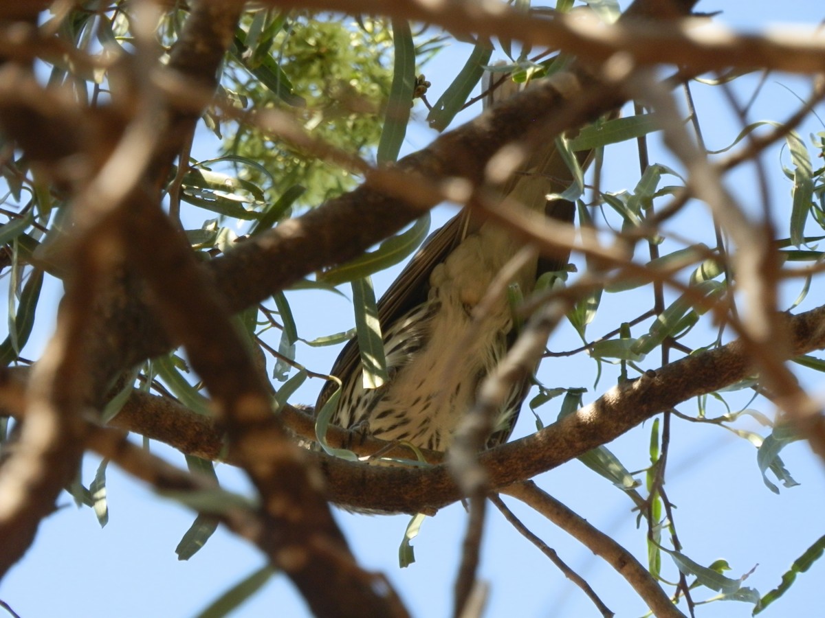 Olive-backed Oriole - ML643411991