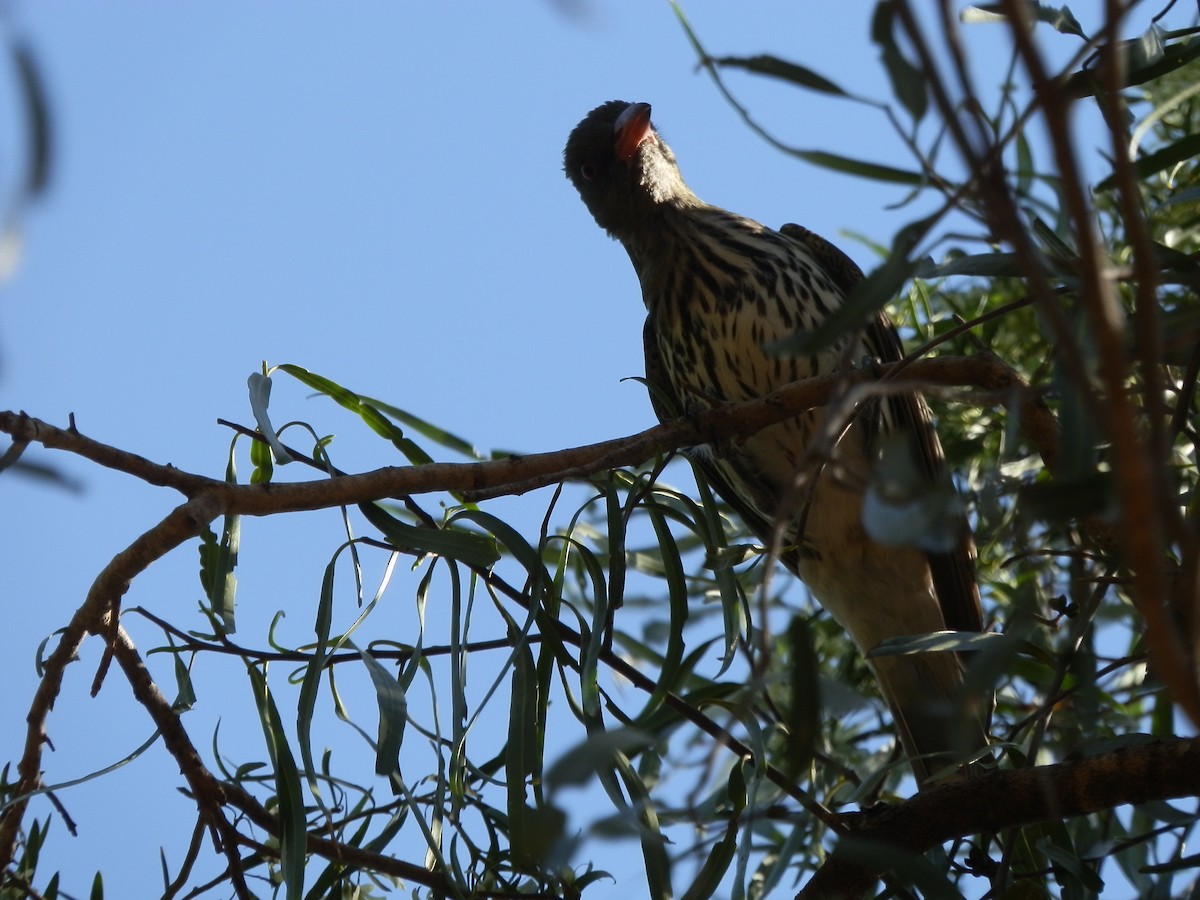 Olive-backed Oriole - ML643411992