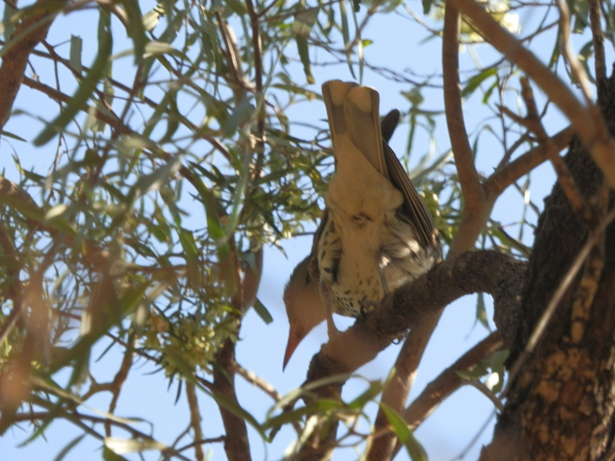 Olive-backed Oriole - ML643411993