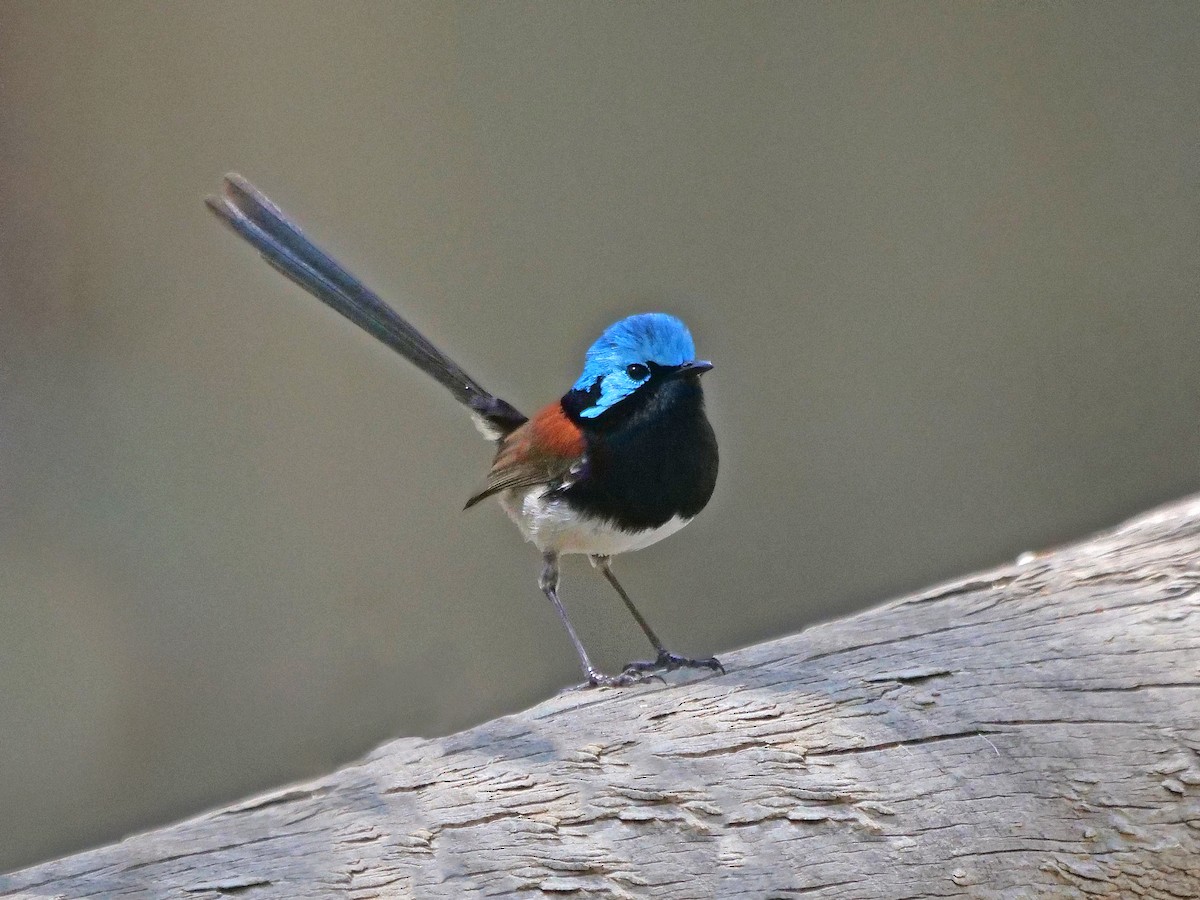 Red-winged Fairywren - ML643411994