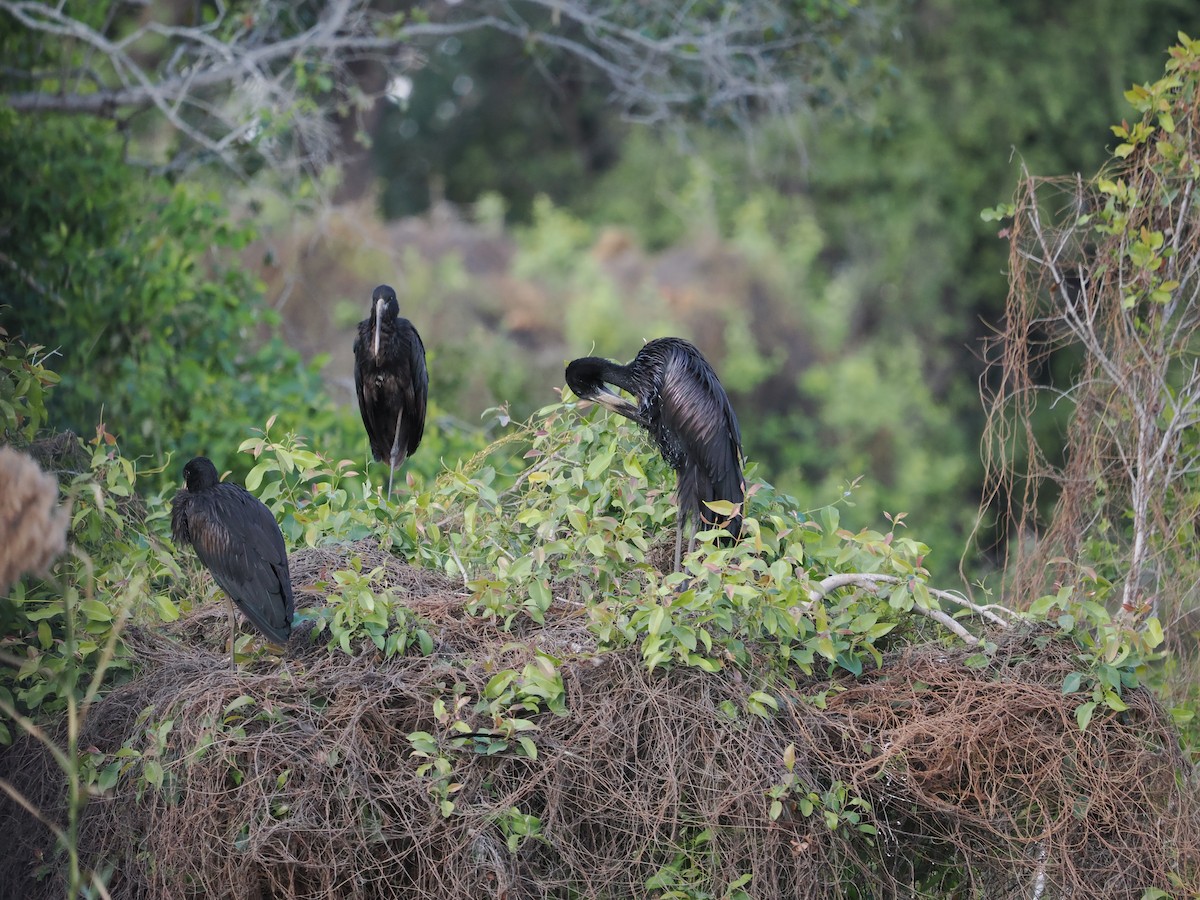 African Openbill - ML643411995