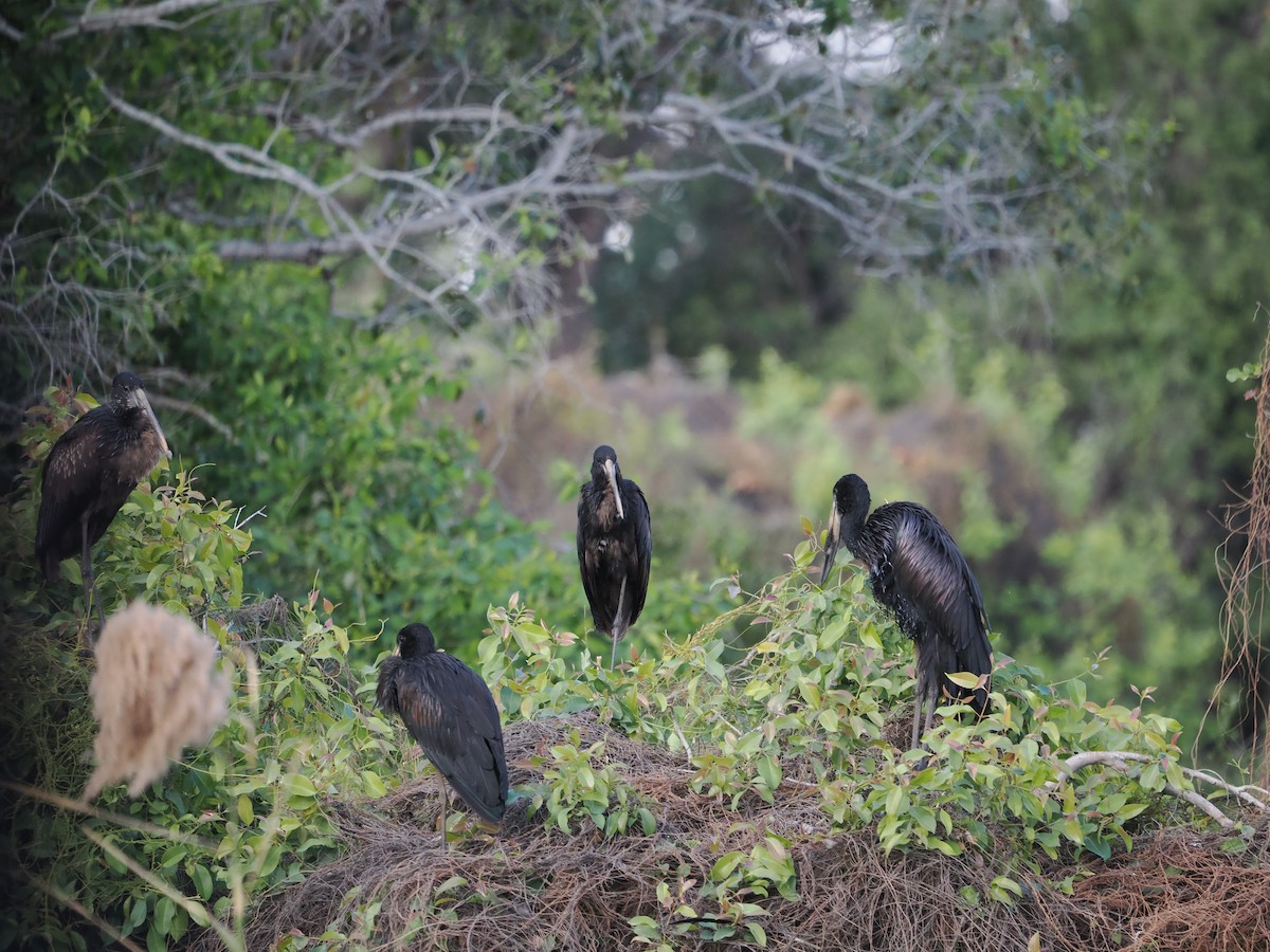 African Openbill - ML643411996
