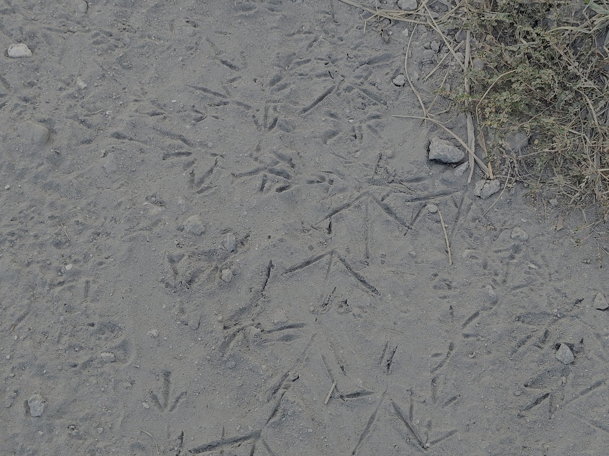 White-breasted Waterhen - ML643411999