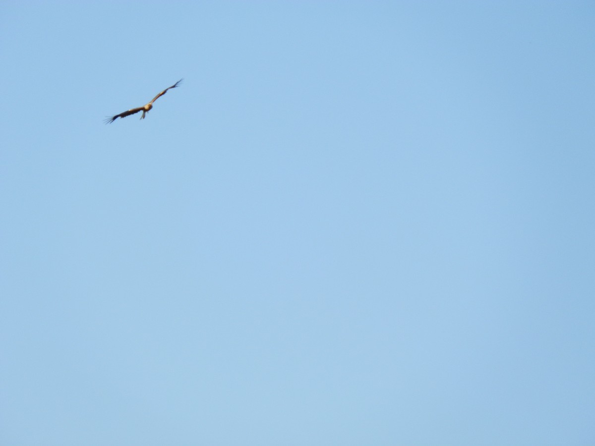 דיה שחורה (מערבית) - ML643412003