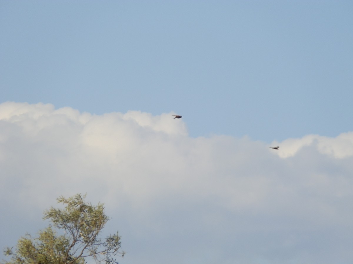 דיה שחורה (מערבית) - ML643412006