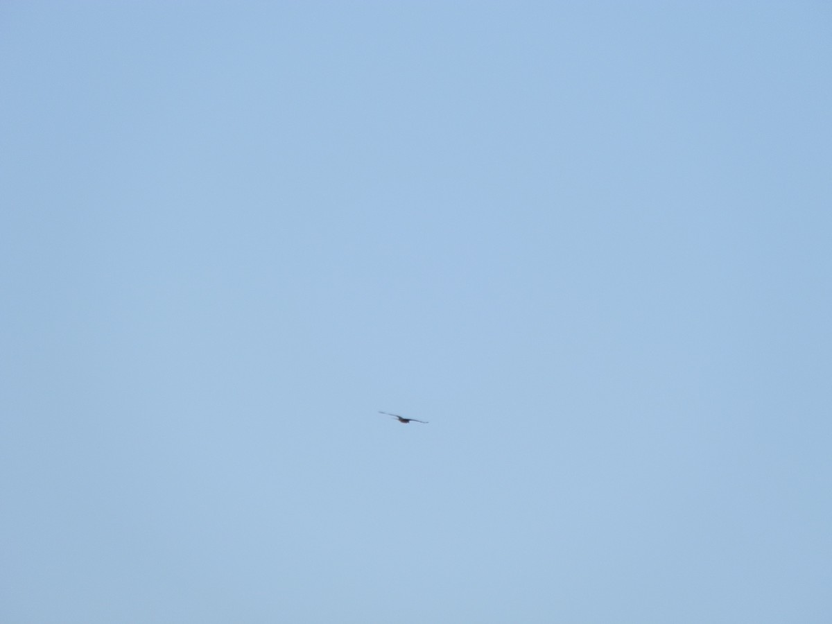 דיה שחורה (מערבית) - ML643412007