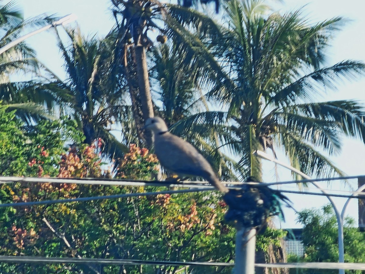 Red Collared-Dove - ML643412008