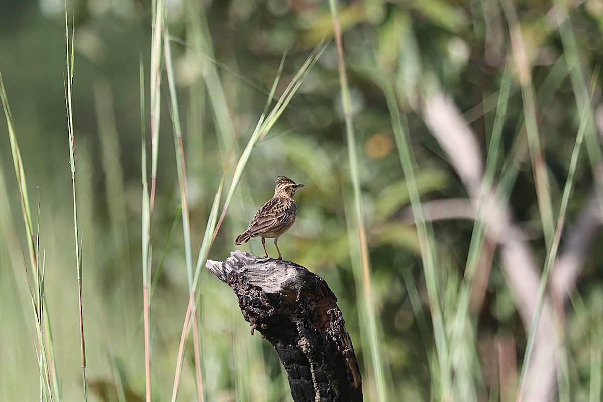 Sun Lark - ML643412013