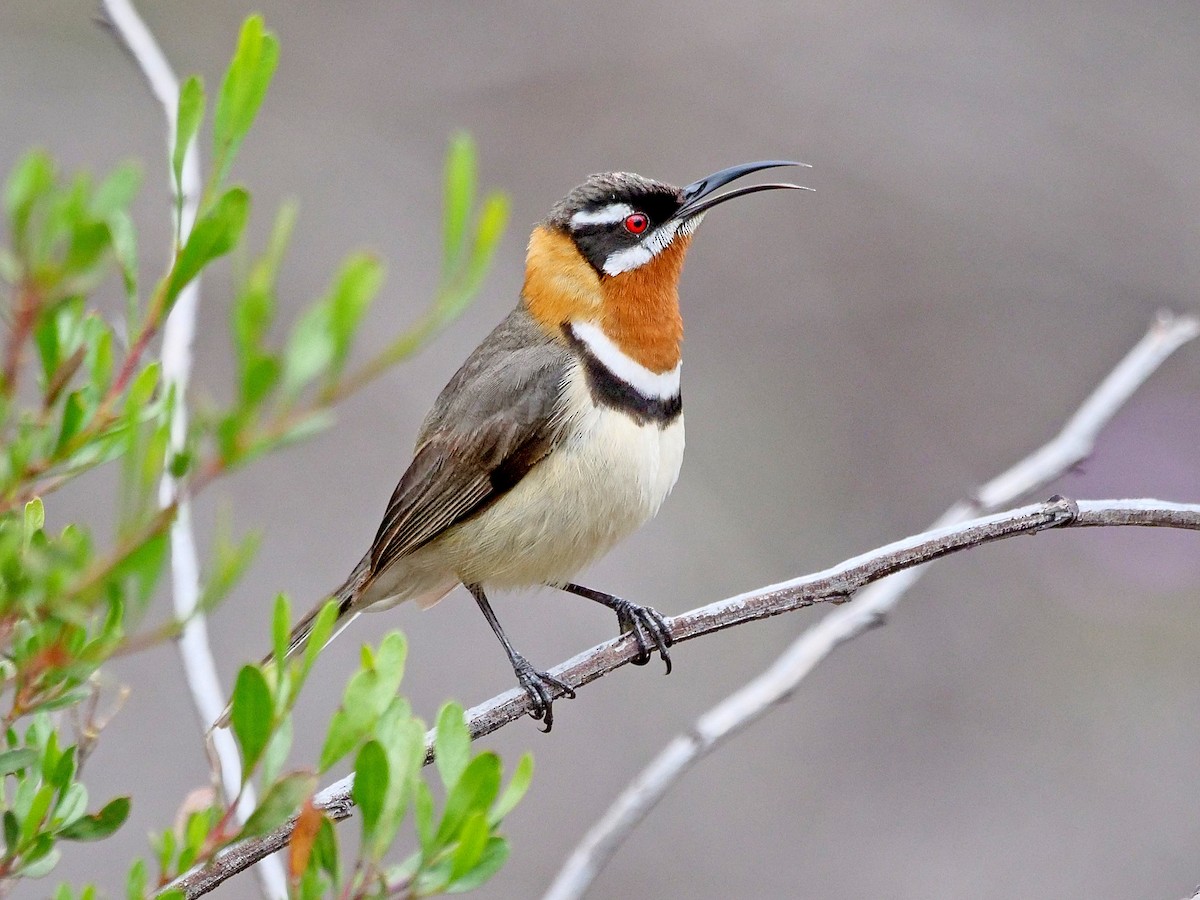 Western Spinebill - ML643412017