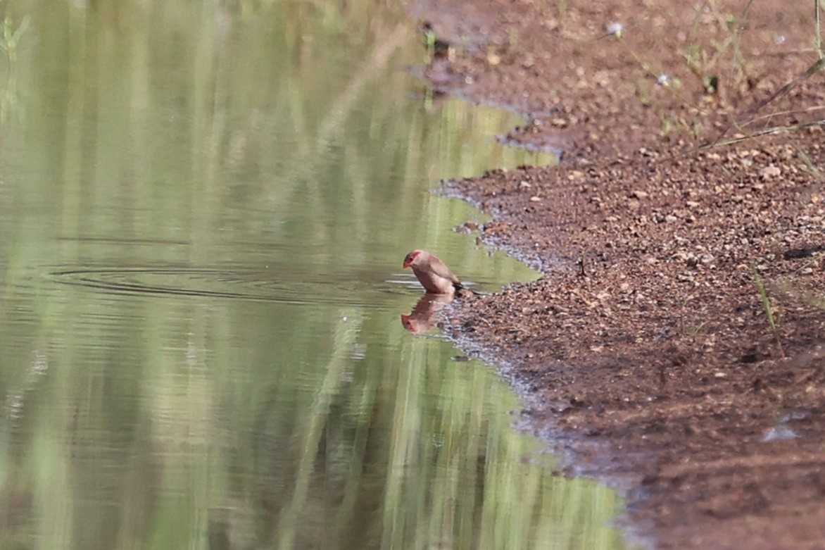 Black-rumped Waxbill - ML643412025
