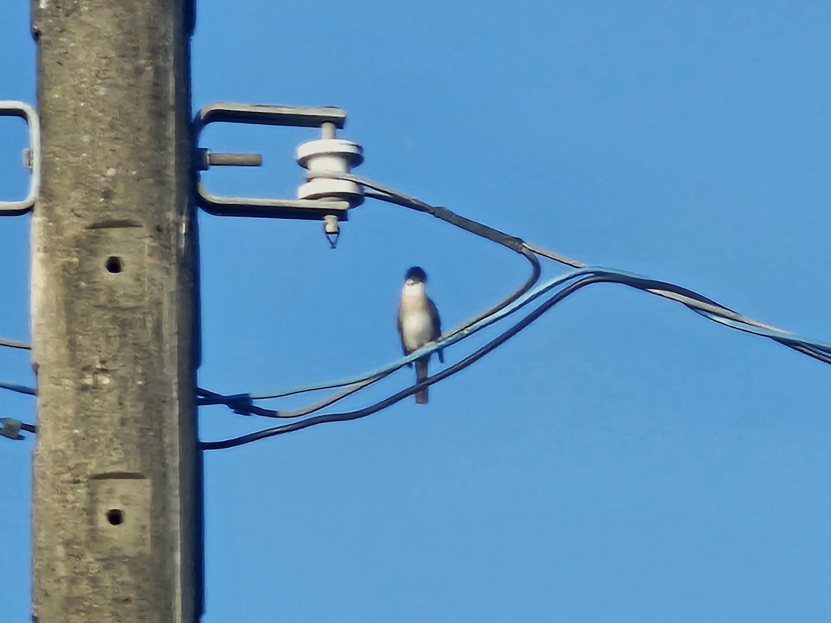 Styan's Bulbul - ML643412026