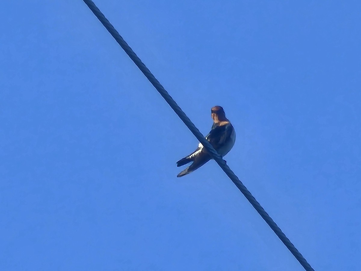 Pacific Swallow - ML643412028