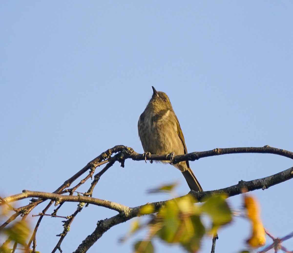 Crescent Honeyeater - ML643412031