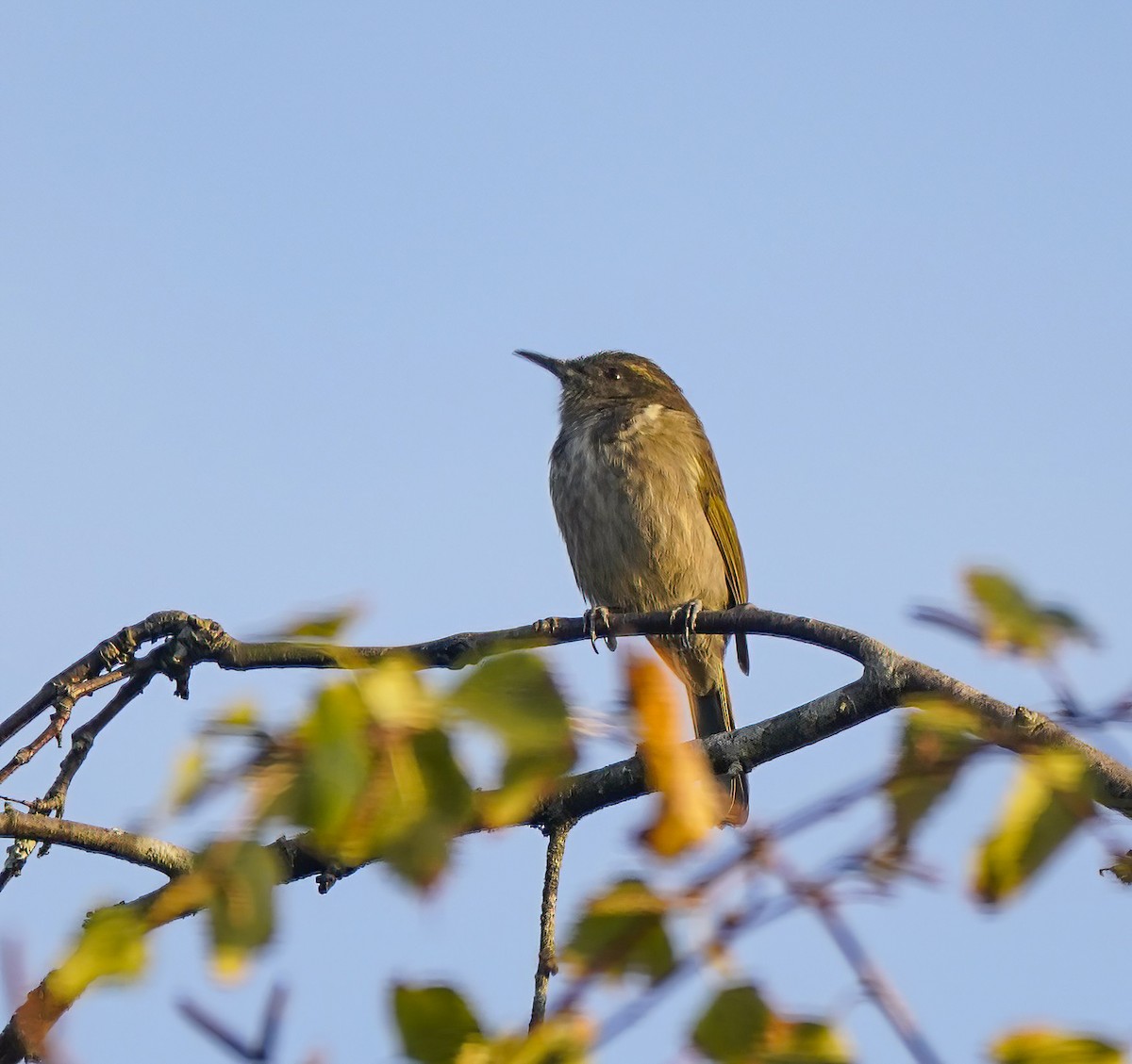 Crescent Honeyeater - ML643412032