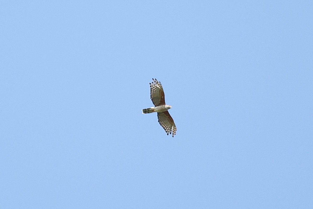 African Cuckoo-Hawk - ML643412035