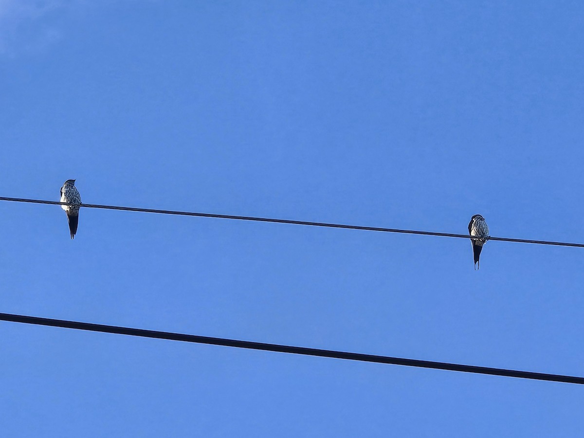 Eastern Red-rumped Swallow - ML643412041