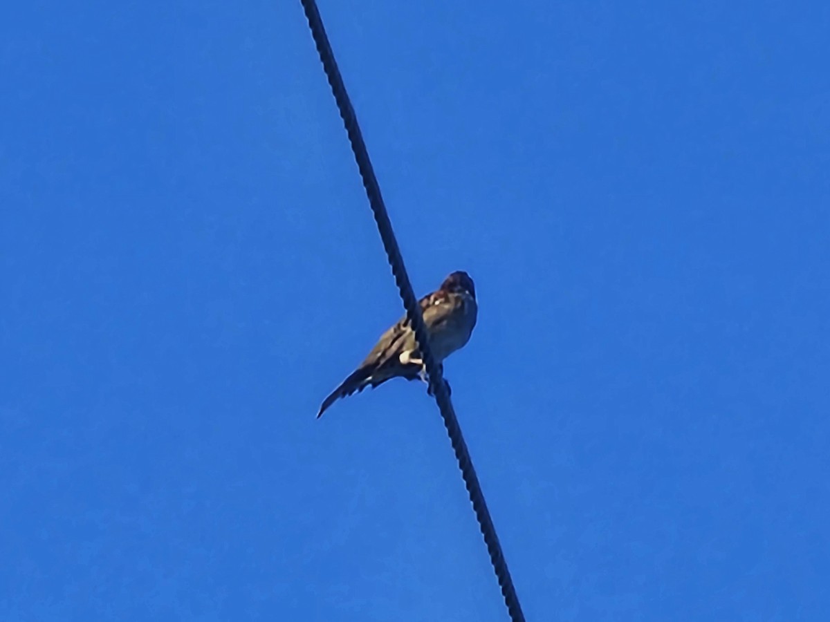 Eastern Red-rumped Swallow - ML643412042