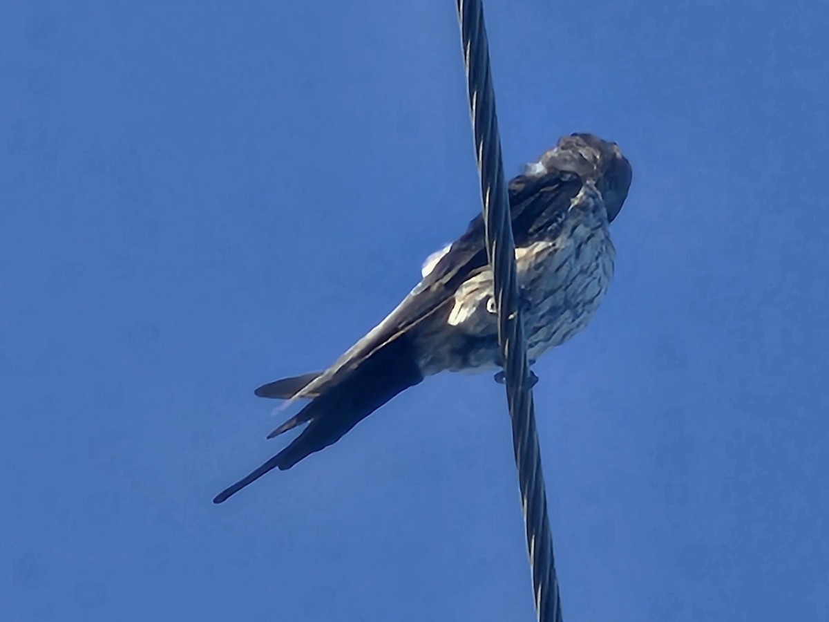 Eastern Red-rumped Swallow - ML643412043