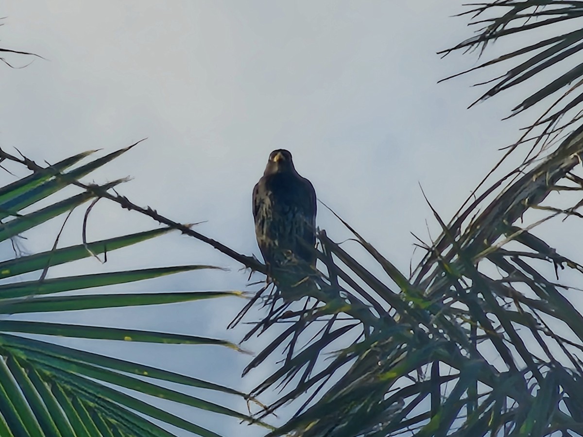 Javan Myna - ML643412052