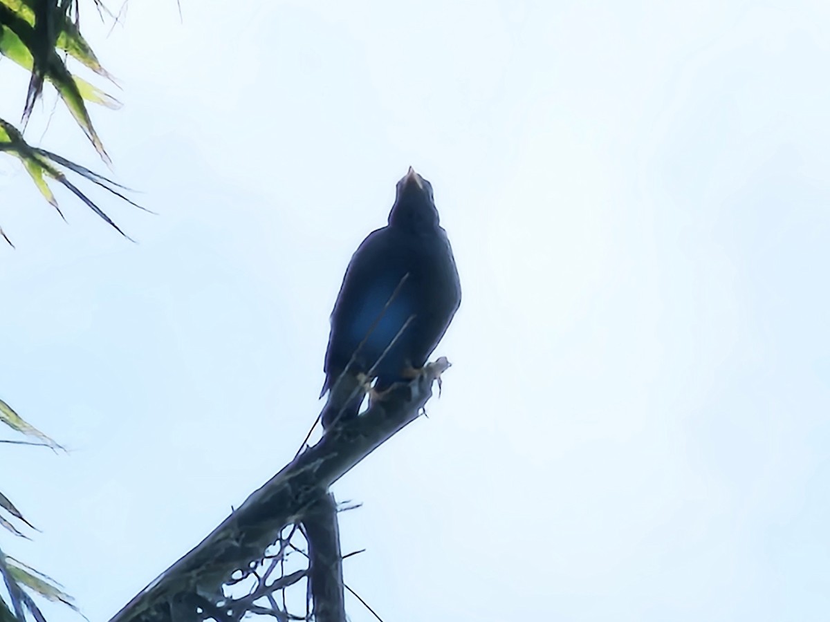 Javan Myna - ML643412053