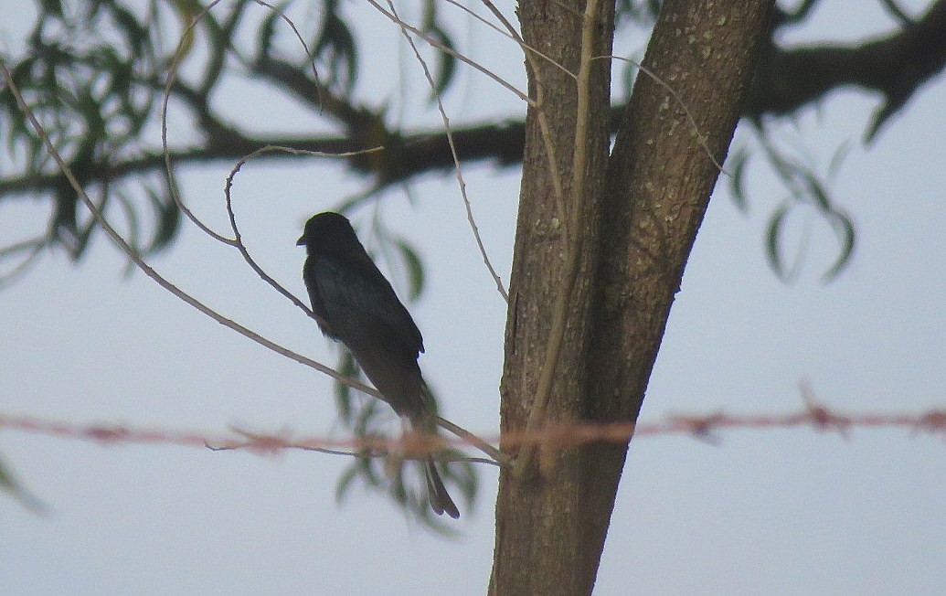 Königsdrongo - ML643412087