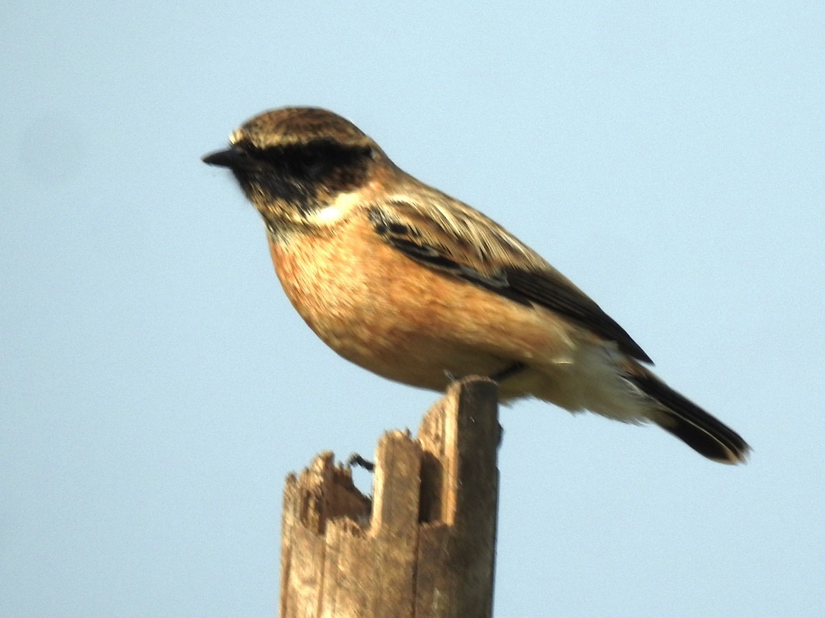 Siberian Stonechat - ML643412096