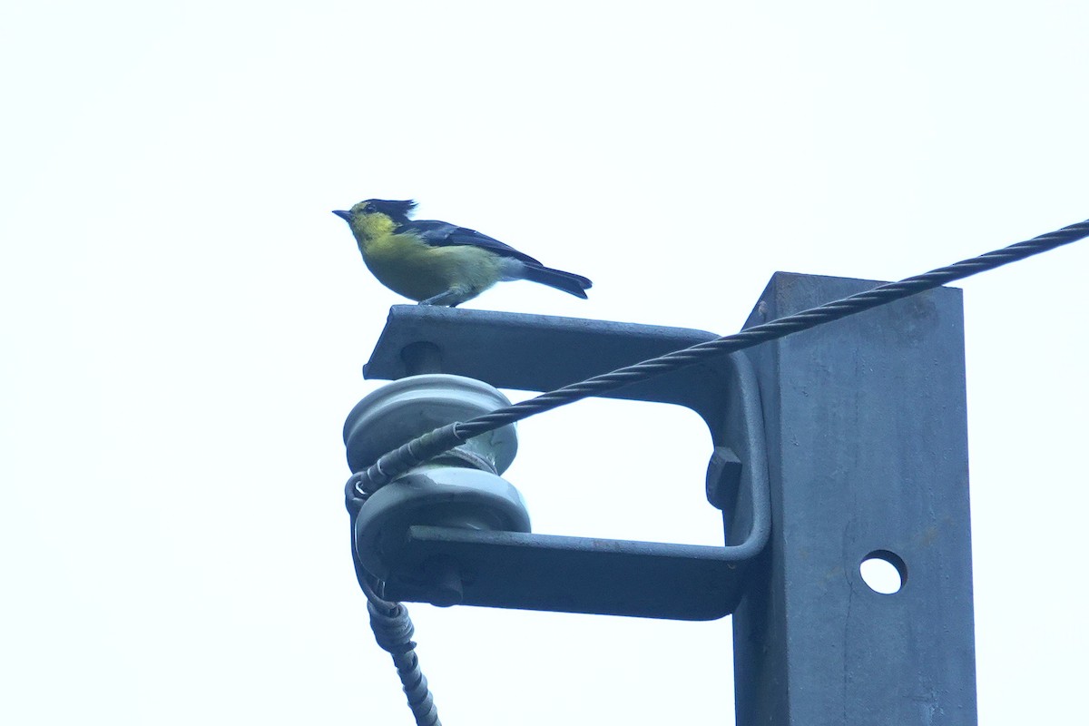 Taiwan Yellow Tit - ML643412099