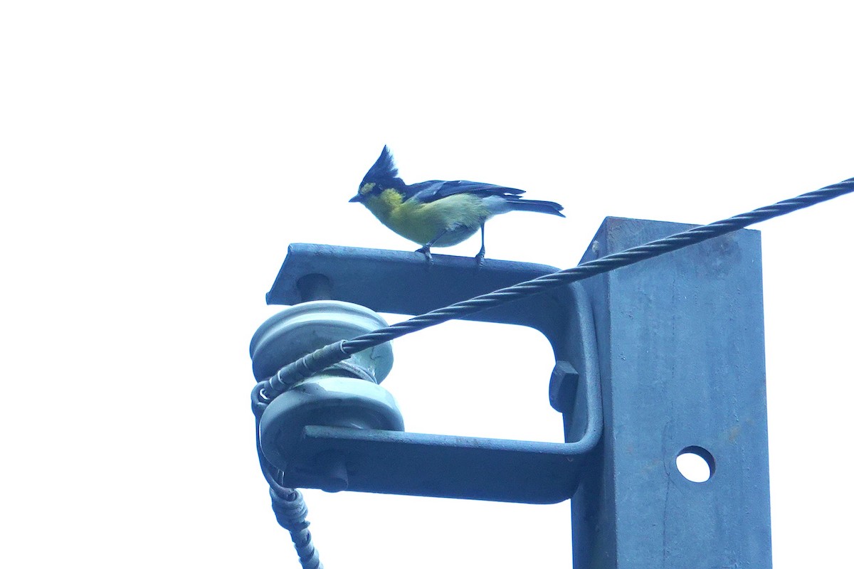 Taiwan Yellow Tit - ML643412100