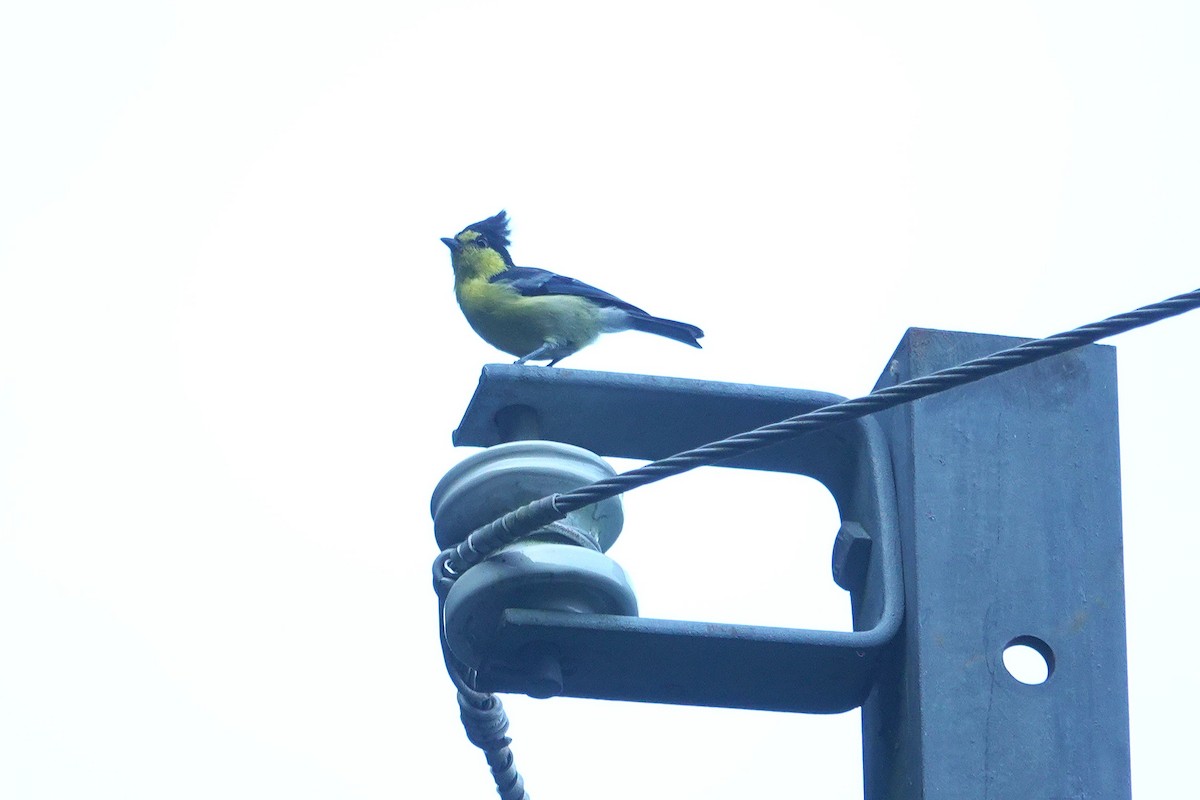 Taiwan Yellow Tit - ML643412101