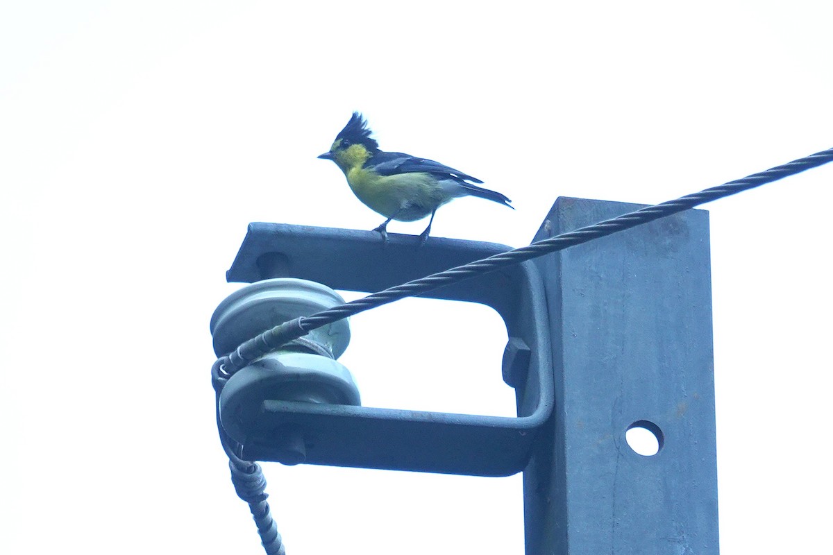 Taiwan Yellow Tit - ML643412102