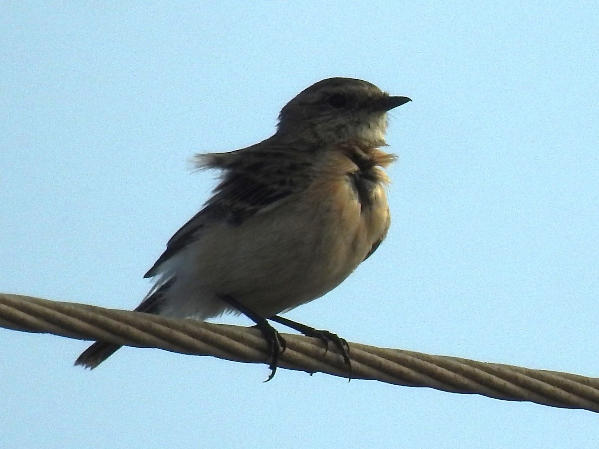 Pied Bushchat - ML643412103