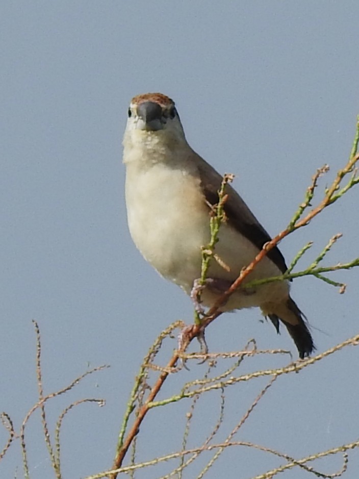 Indian Silverbill - ML643412110