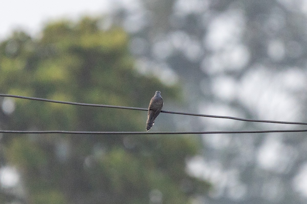 Plaintive Cuckoo - ML643412121