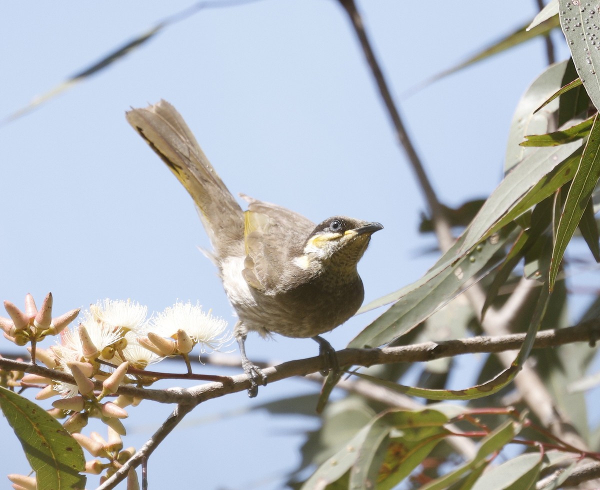 Mangrove Honeyeater - ML643412124