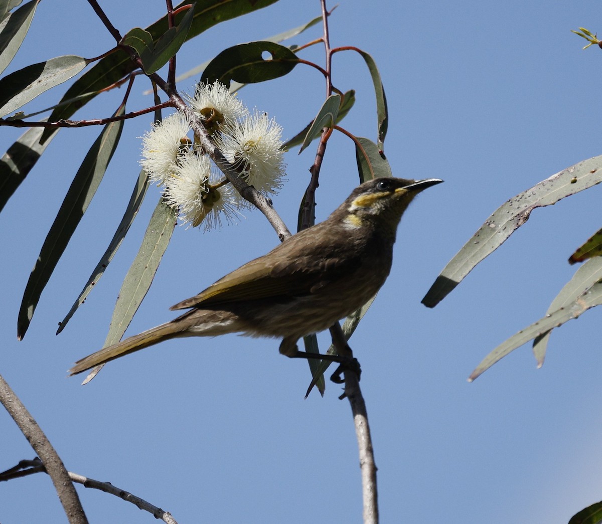 Mangrove Honeyeater - ML643412125