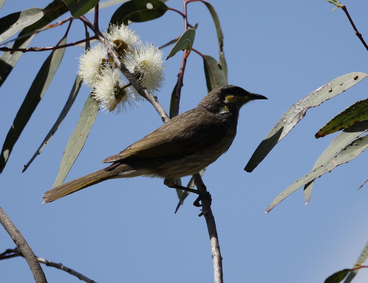 Mangrove Honeyeater - ML643412126