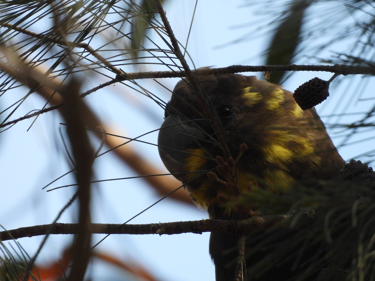Parlak Siyah Kakadu - ML643412135