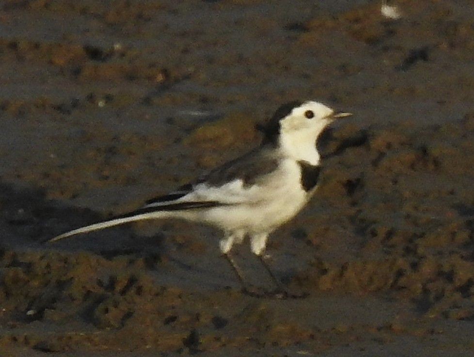 White-browed Wagtail - ML643412143