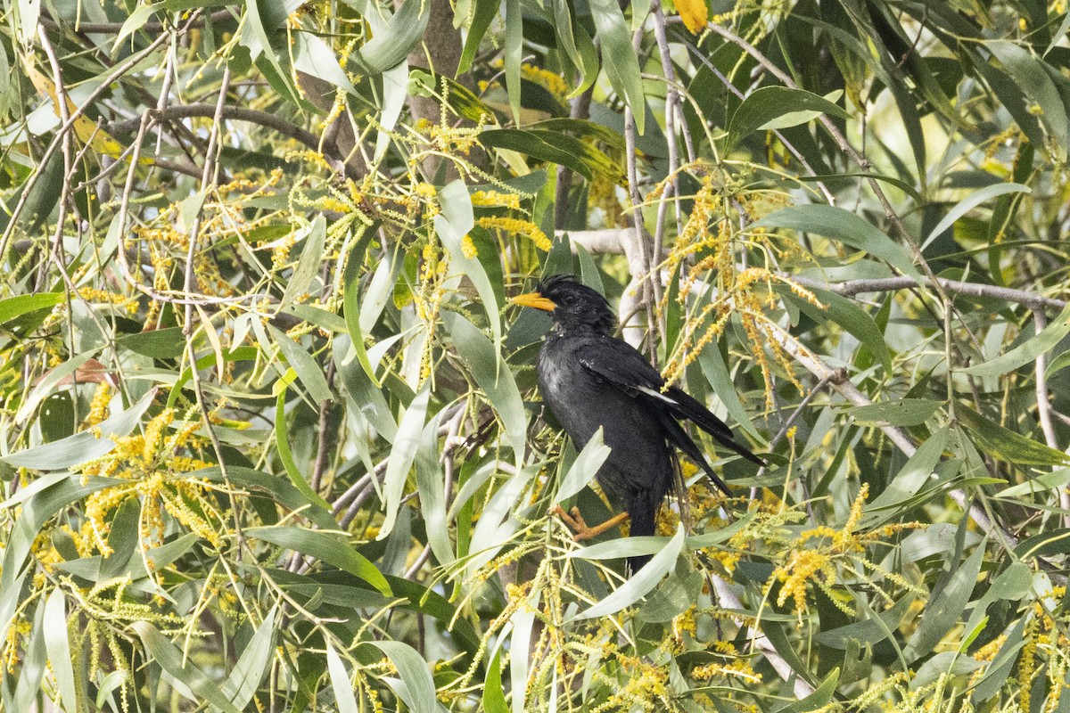 Great Myna - ML643412145